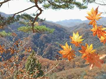 青岛平度七曜山区域发生山火，正全力扑救中|界面新闻 · 快讯